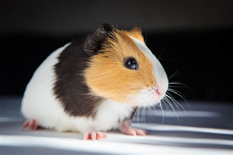 Small Pet Guinea Pig 